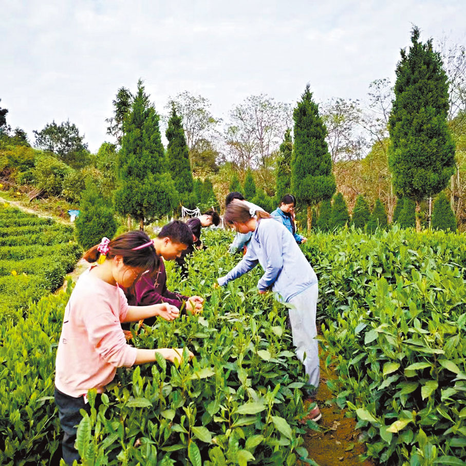 ◆安徽農業大學茶學學生在茶園採摘茶葉。香港文匯報合肥傳真