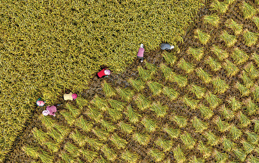 ◆秋收時節，在安徽省合肥市廬江縣白湖鎮，農民在田間收割水稻。