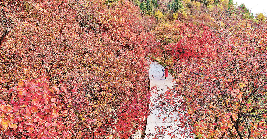 ◆遊客在山東省臨沂市沂南縣龍宿山上賞秋。