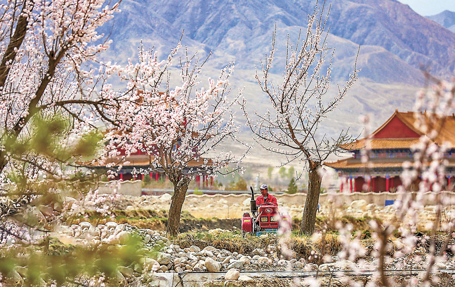 ◆在甘肅省酒泉市肅州區金佛寺鎮，農民駕駛農機進行春耕。