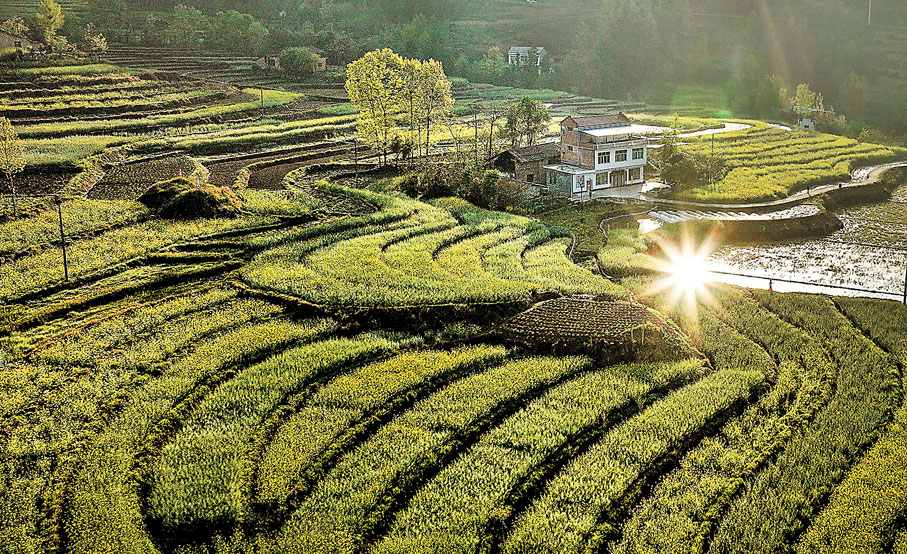 ◆晨曦下的陝西省安康市漢陰縣漩渦鎮堰坪村古梯田春景。