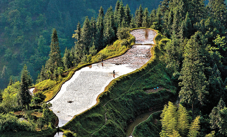 ◆初夏時節，貴州省黔東南苗族侗族自治州從江縣加榜鄉黨扭村村民在田間勞作。