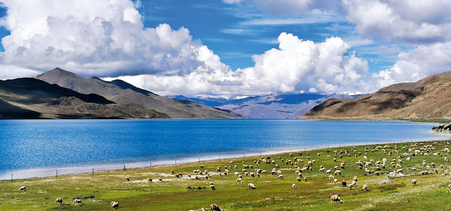 ◆在西藏山南市浪卡子縣拍攝的夏日羊卓雍湖。