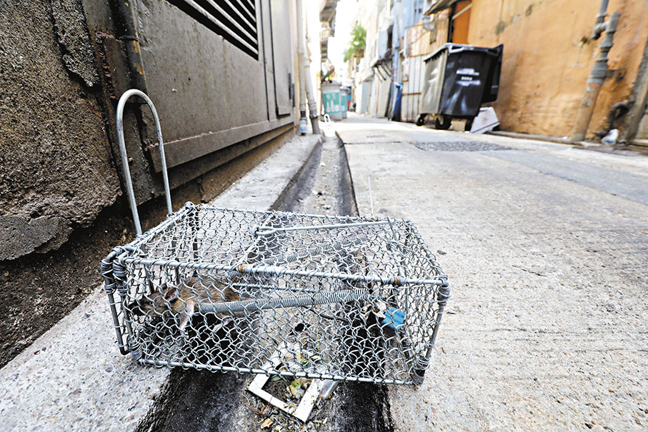 ◆老鼠籠成功捕獲「戰利品」。 資料圖片