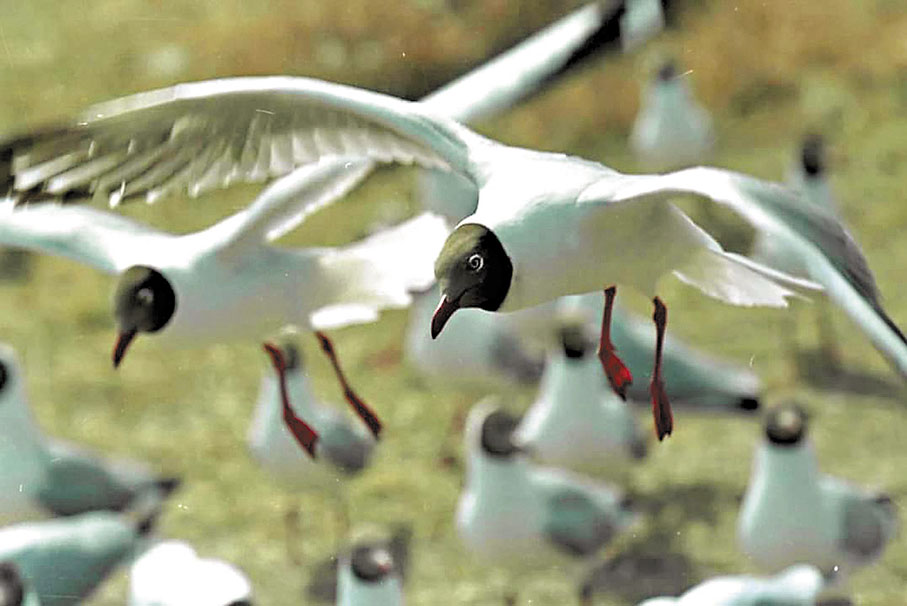 ◆ 作者用候鳥會回到故鄉築巢繁殖來抒發思鄉之情。 資料圖片