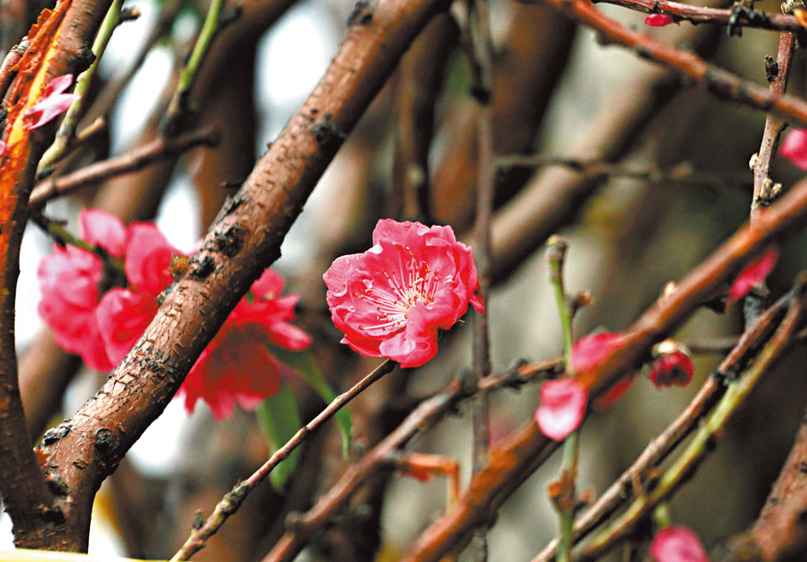 【桃花】打理方法：每隔5至7天將花瓶內的水抽走，換入新鮮水