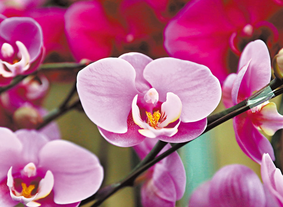 【蘭花】打理方法：新買回來時先淋大量水，濕潤每吋泥土，多餘的水分會由盆底排出，此時只需將多餘的水倒去，抹乾盆底後擺放。之後每隔一個月淋水一次，切忌每隔兩三日就淋水，因為蘭花汲取太多水分，花蕾反而更易凋謝，根部也會浸死