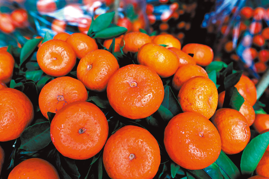 【硃砂桔/四季桔】打理方法：桔需要大量水分供應給桔葉和果實，很多人以為淋水過量桔會死，這是錯誤觀念，種桔每隔兩天便要淋水一次，否則水分不夠時桔葉會向下垂，果會變軟及皺皮，搖一搖，葉片便會掉下來，這證明根部不夠水