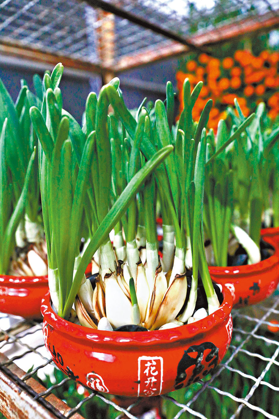 【水仙】打理方法：養殖的用水要乾淨，3天換一次水