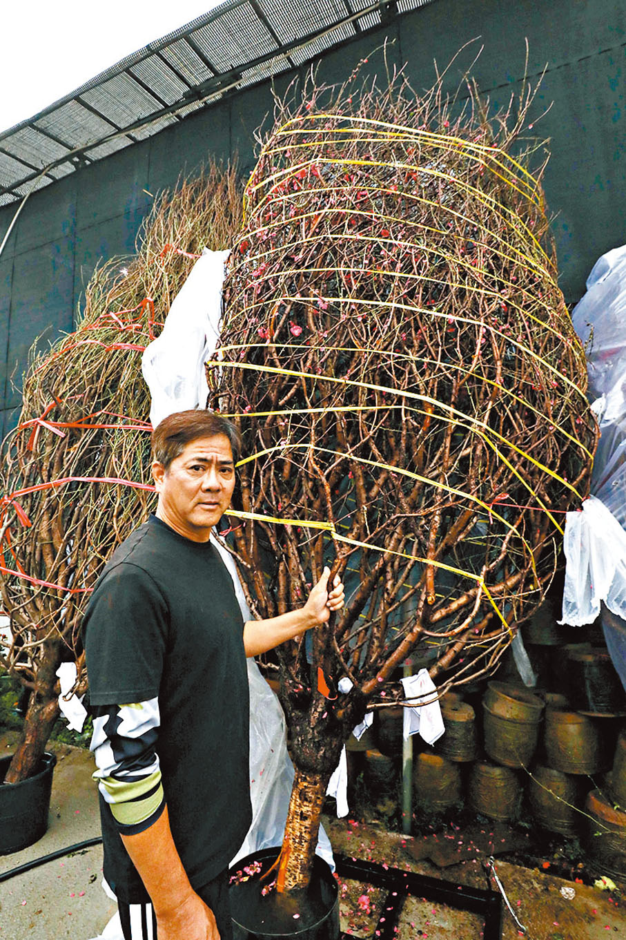 ◆張國祥花場裏的兩棵17呎高桃花王都已「名花有主」。 香港文匯報記者郭木又  攝