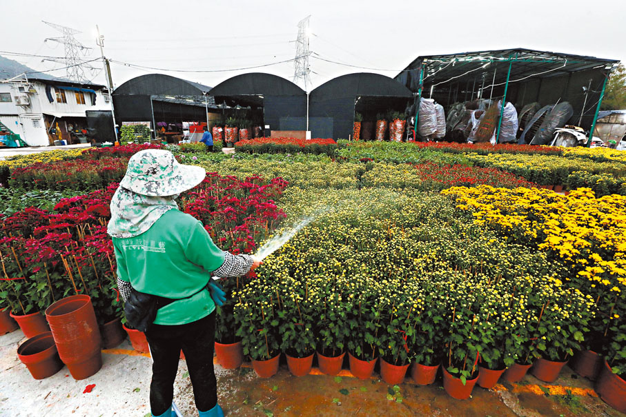 ◆復常通關帶旺年花銷情，漲價後訂貨量不跌反升。 香港文匯報記者郭木又  攝