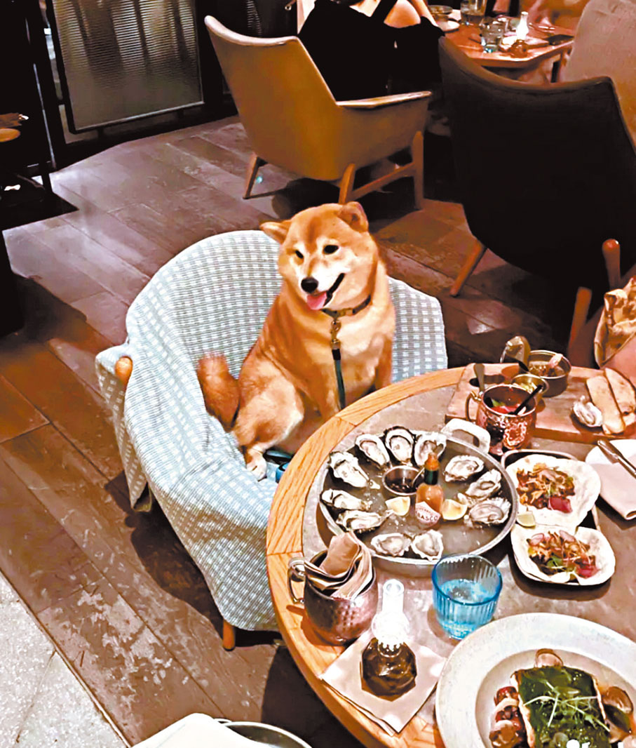 ◆人均326元人民幣的寵物友好高檔西餐廳內，網友看到和寵物鄰桌並不反感。