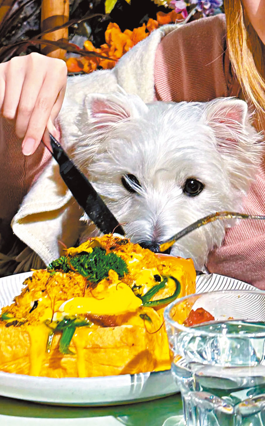 ◆網友qxy733晒出帶狗在寵物友好餐廳消費的照片。