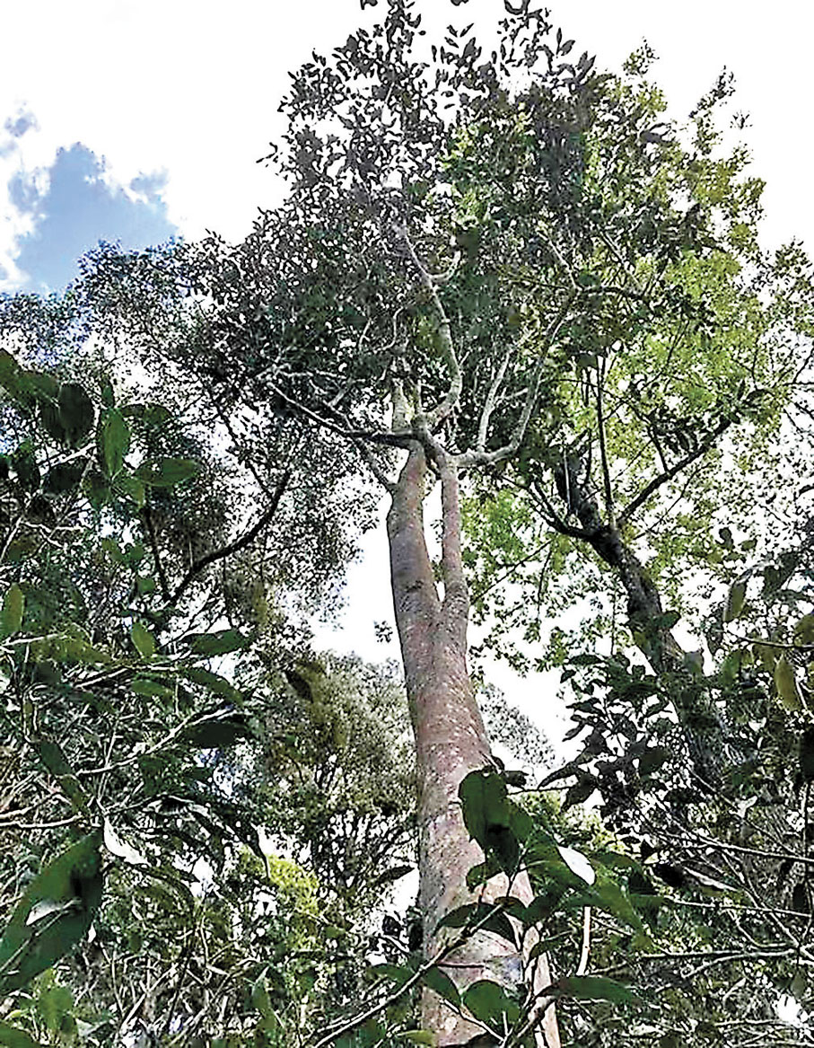 ◆多依樹　作者供圖