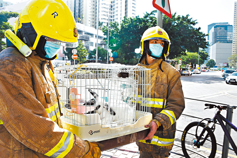 ◆獲救的一對兔子由消防員抬走。