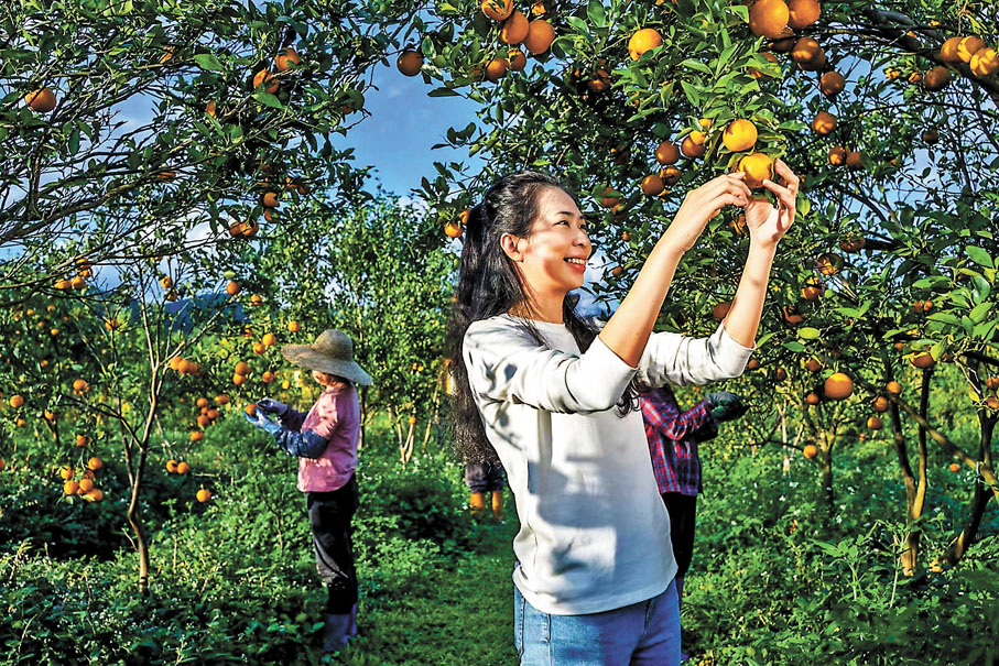 ◆陳慧的貢柑園今年迎來豐收。 香港文匯報廣州傳真