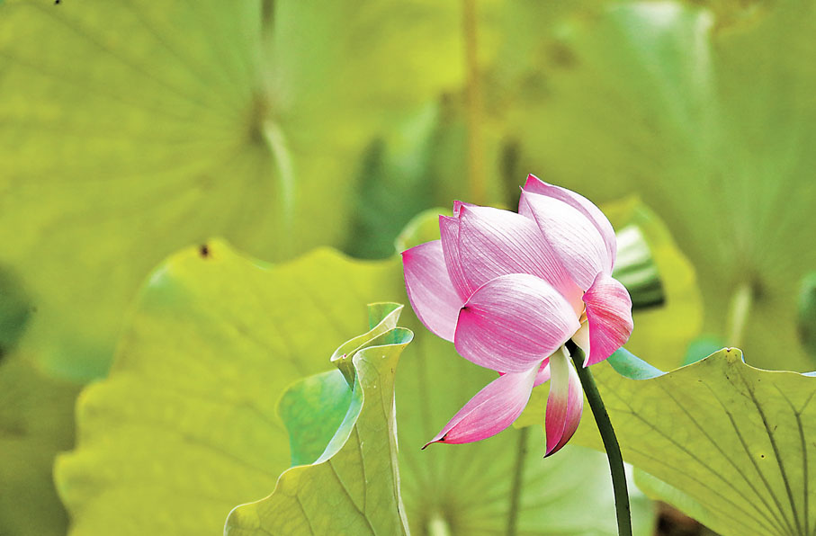 ◆ 作者用蓮花來比喻君子，讚美君子出淤泥而不染。資料圖片