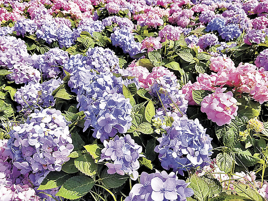 ◆今年花卉展覽的主題花是繡球花。