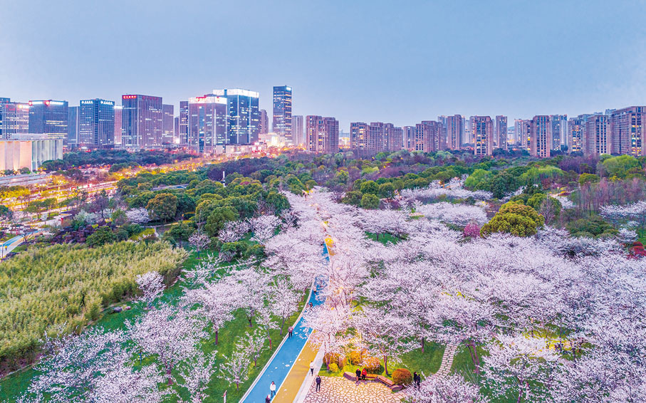 ◆ 金匱公園滿珍櫻花林，香港長江製衣有限公司董事局主席陳瑞球先生捐造。
