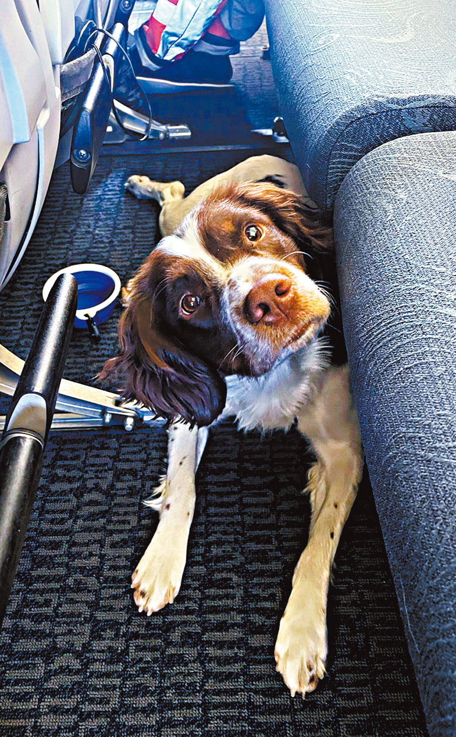 ◆港隊搜索犬功不可沒。 資料圖片