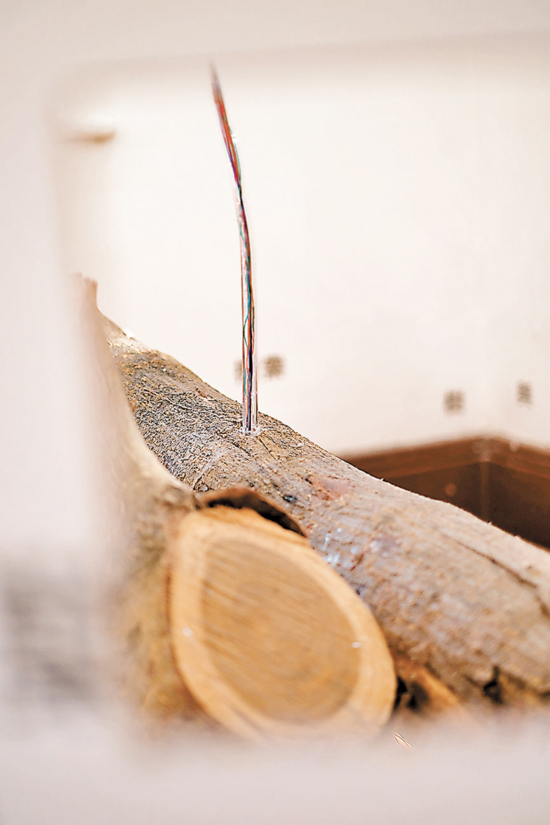 ◆「萌櫱」解作樹木砍掉後重新長出的新芽。