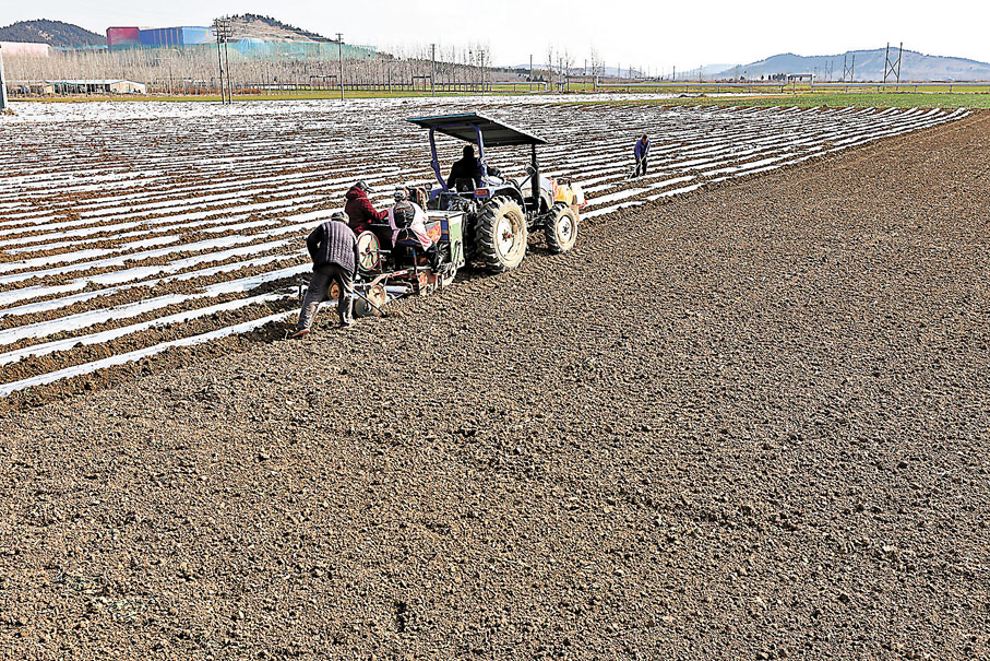 ◆2月25日，山東省棗莊市稅郭鎮三屯村農民在利用農業機械播種春土豆。 新華社