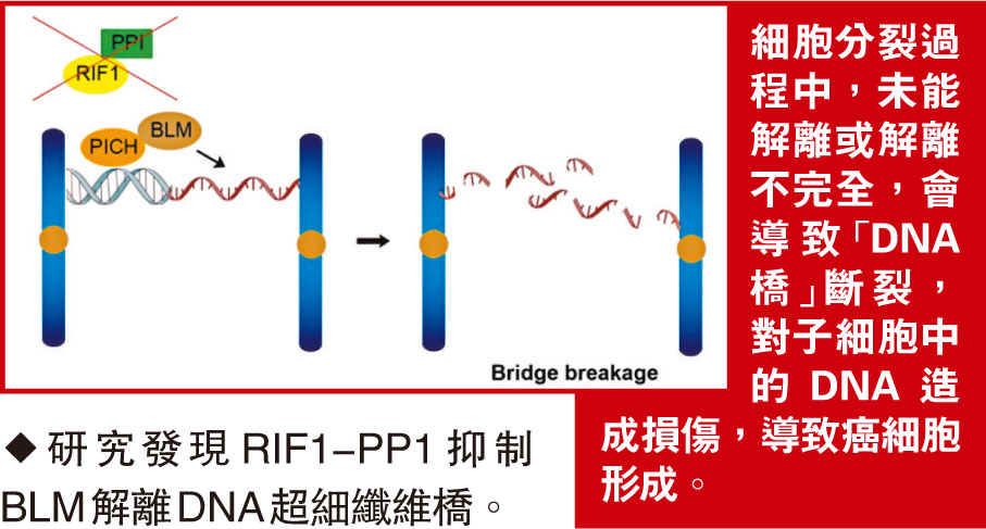 ◆研究發現RIF1-PP1抑制 BLM解離DNA超細纖維橋。