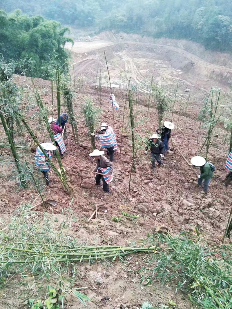 ◆重慶理文助力當地農民高質量種竹，推進碳中和的同時增加當地農民收入。
