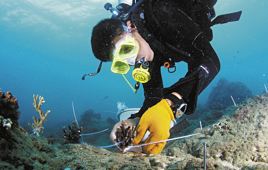 ◆ Sticks to diving是堅持潛水，而單用stick就是黏貼，兩者意思完全不同。 資料圖片