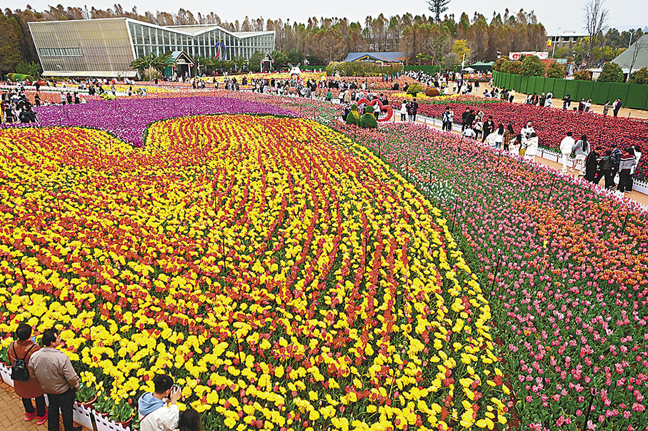 ◆遊客在鬱金香花海中遊覽。