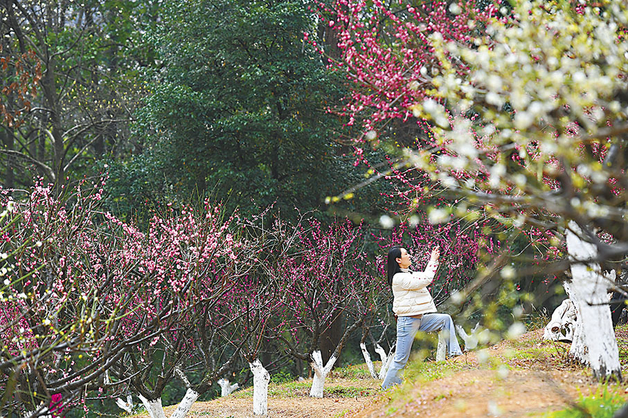◆湖南省植物園早櫻、梅花盛開，吸引遊人前來打卡。