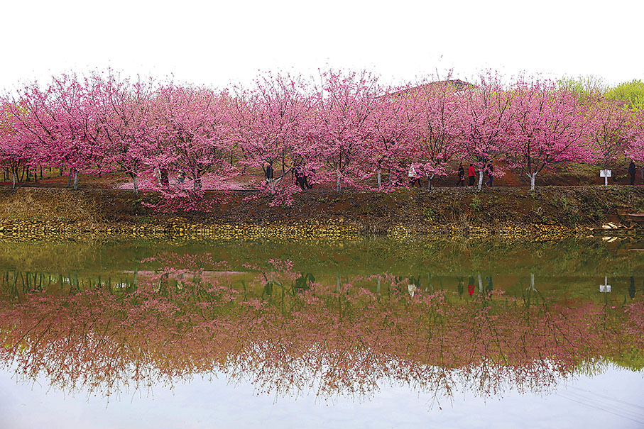 ◆羅橋鎮櫻花園倒影美