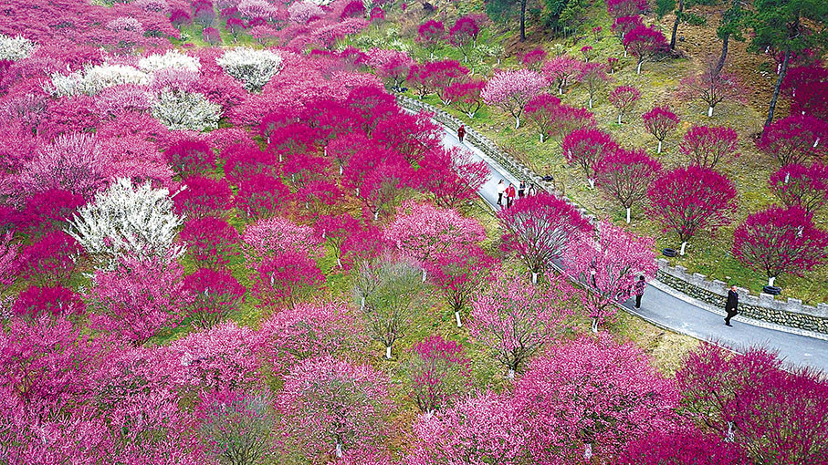 ◆遊客在秦巴生態植物園賞花遊玩。
