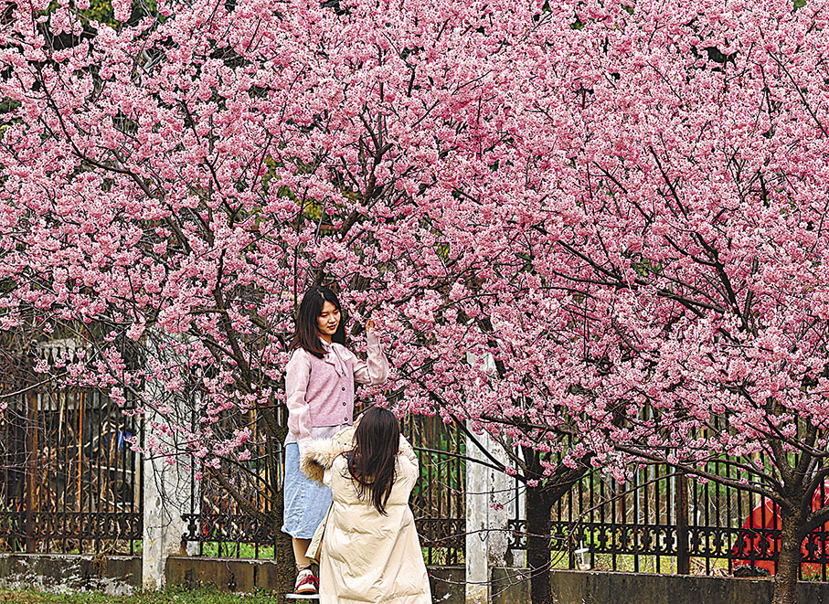 ◆學生在櫻花樹下拍照。