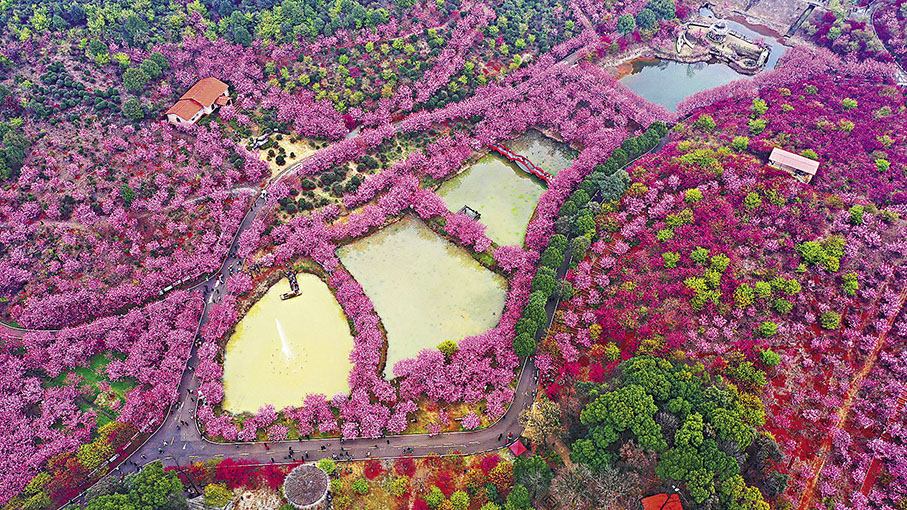 ◆湖南省常寧市羅橋鎮櫻花園景色