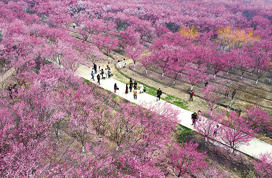 ◆遊客在湖北省枝江市問安鎮一處梅園踏春賞梅