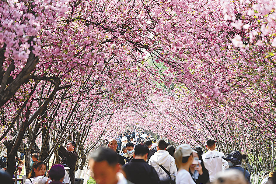 ◆綻放的海棠花。