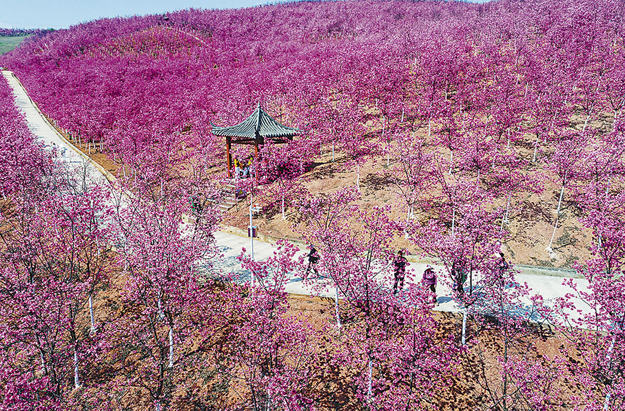 ◆遊客在宜良縣山後櫻花谷觀光遊覽。