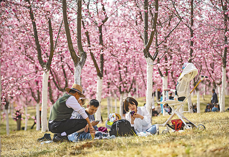 ◆遊客在宜良縣山後櫻花谷櫻花樹下休憩。