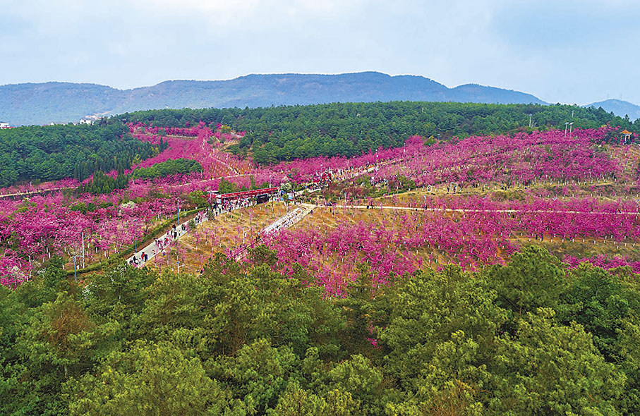 ◆馬龍區沈家山櫻花谷