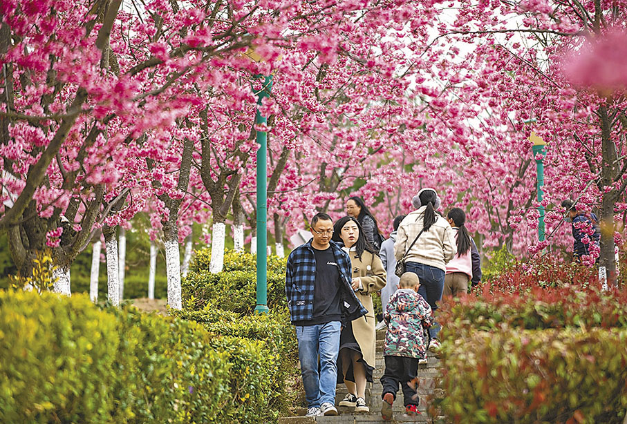 ◆遊客在馬龍區沈家山櫻花谷觀光遊覽。