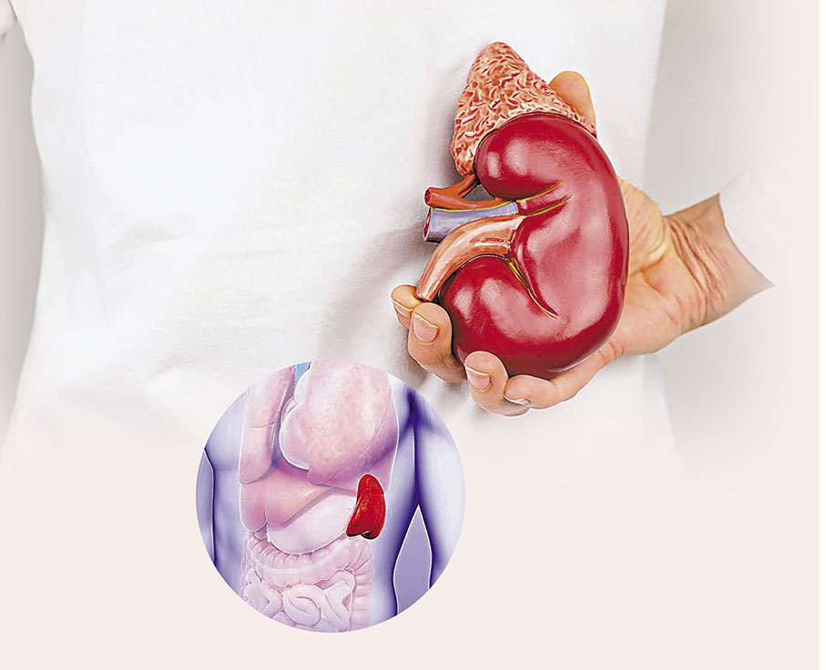 ◆中醫調經以補腎扶脾為主，佐以疏肝。