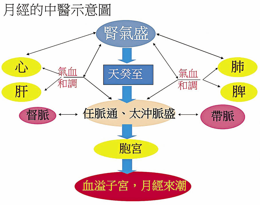 ◆月經的中醫示意圖