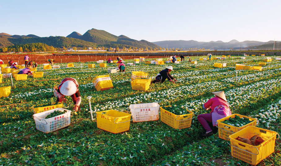 ◆ 隨着保供基地建設的深入推進，未來香港市民將吃到更豐富、更優質、更安全的全國各地農產品。