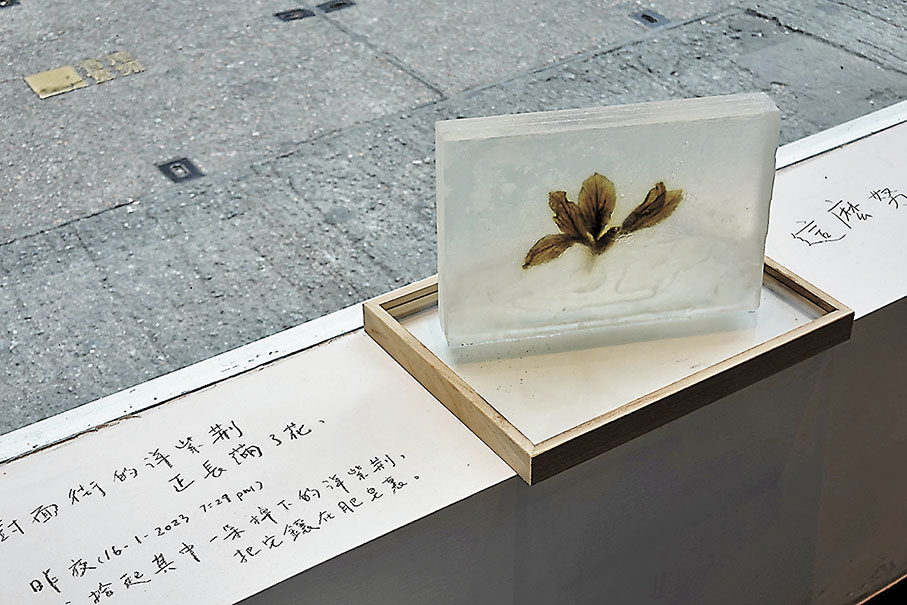 ◆藝術家用雲咸街上掉落的洋紫荊製作標本。