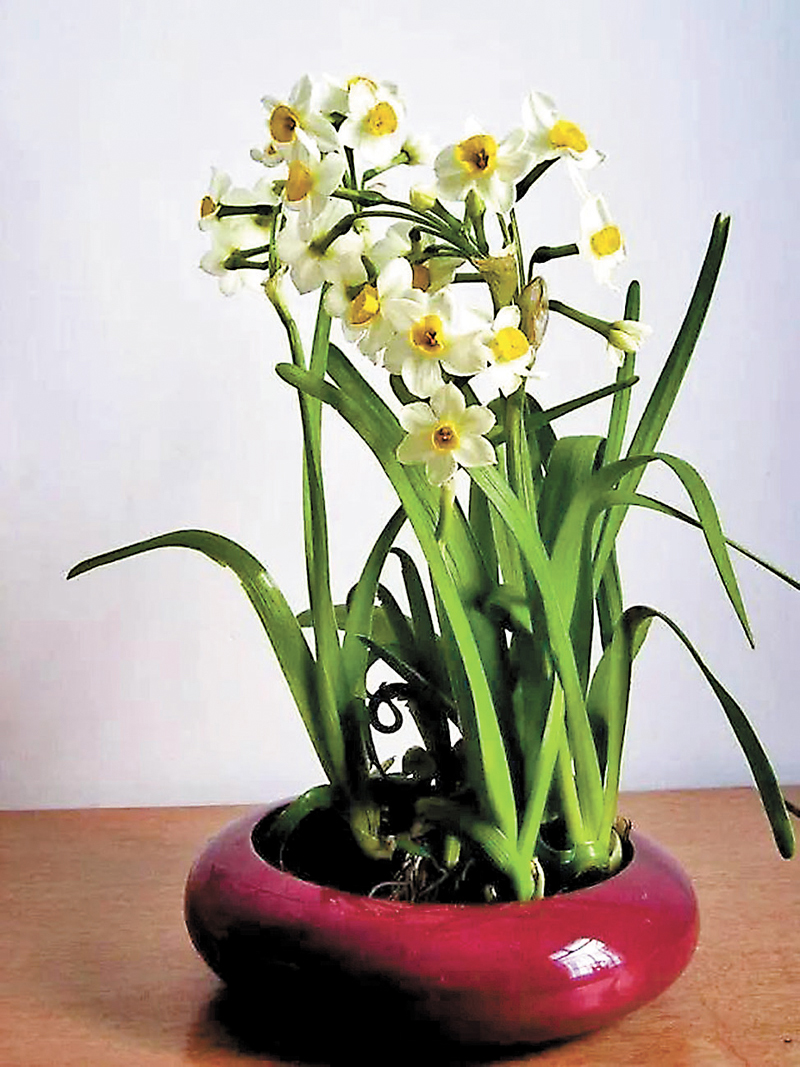 ◆冰清玉潔水仙花。 作者供圖