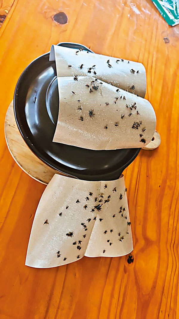 ◆下白泥村村長鄭偉君發現其教育中心內至少有數千隻烏蠅在飛舞，單是餐桌上已有一大群。