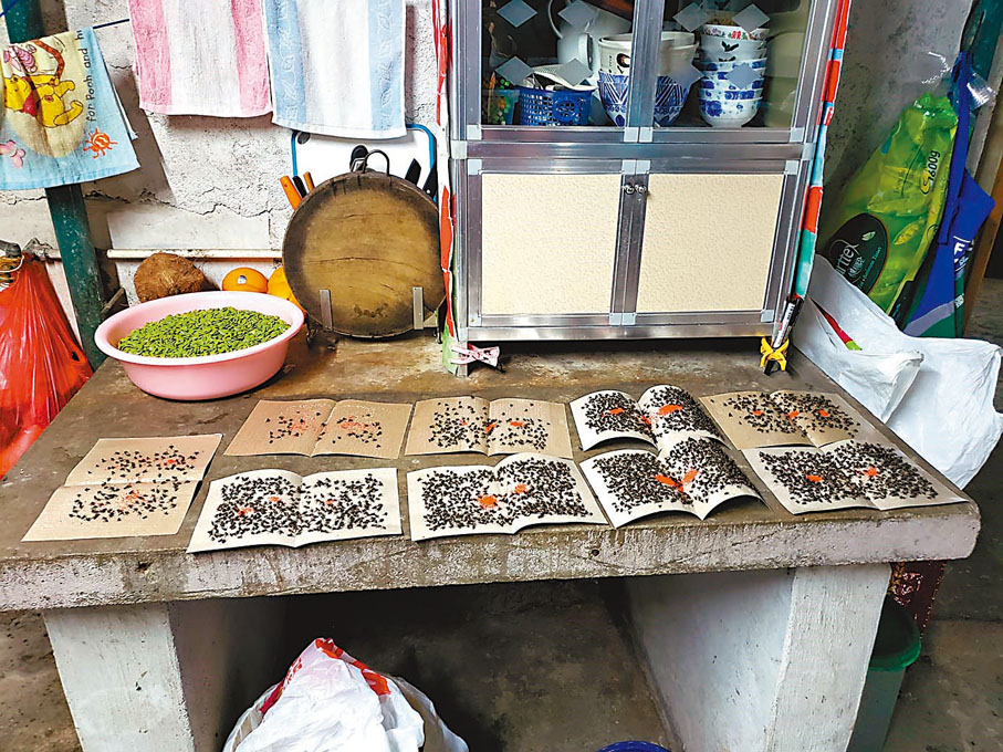 ◆居於上白泥的蕭太難忍廚房被烏蠅攻陷，拿出9張烏蠅紙將之活捉，短短兩小時捉到數百隻。