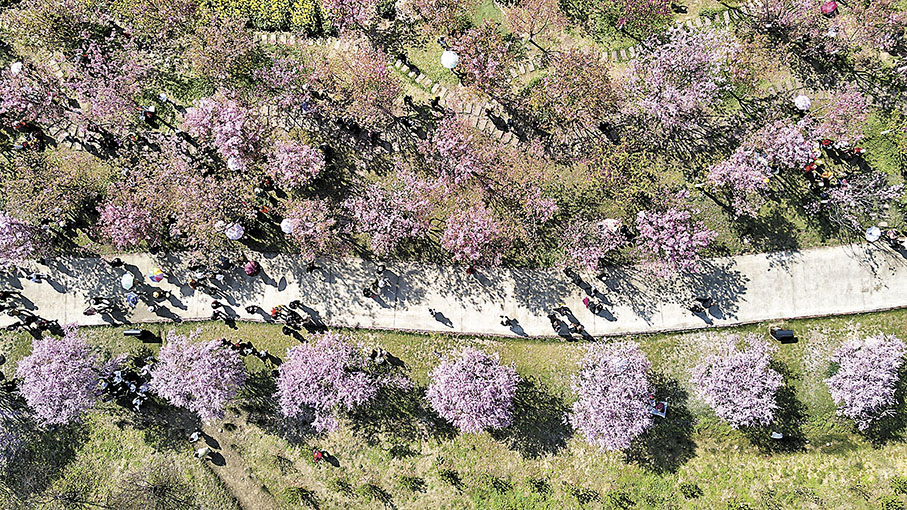 ◆青城山鎮「問花村」櫻花大道一角