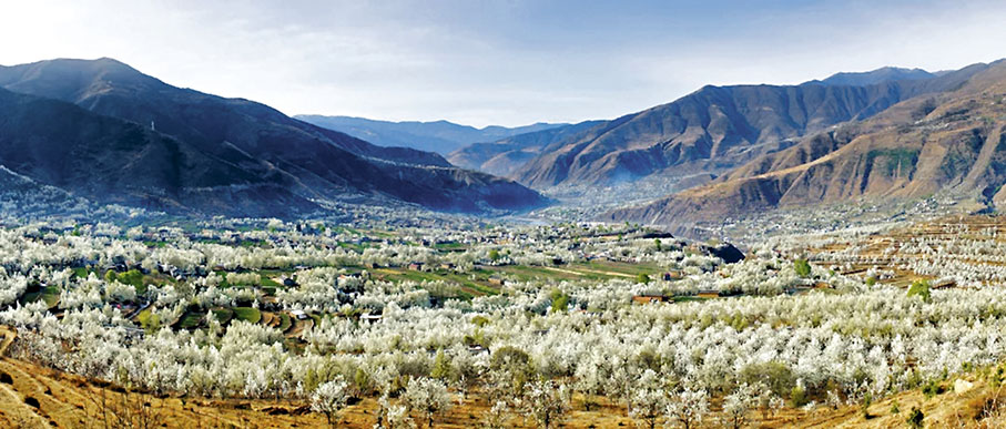 ◆金川有雪域高原規模最大的梨花奇景